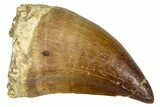 Fossil Mosasaur (Thalassotitan) Tooth - Morocco #374557-1